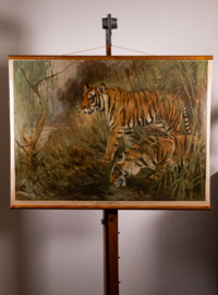 Tijger