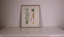 Botanisch  5