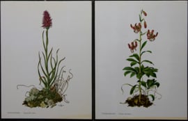 4 Schoolplaatjes    Botanisch  2