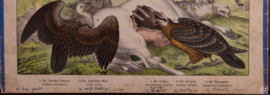 Schreiber Condor, Gier