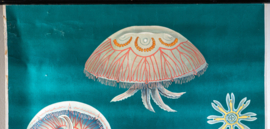 Kwal Litho