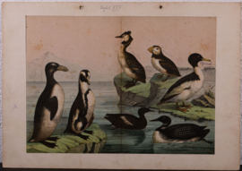 Schreiber Eend, Gans, Pinguin en Fuut