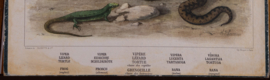 Slang hagedis schildpad kikker