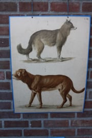 Honden 2