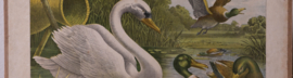 Eend en zwaan