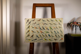 Zangvogels 2