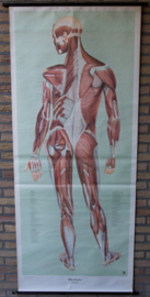Spieren achterzijde