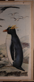 Pelikaan pinguin kokmeeuw