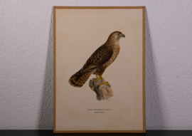 Buizerd