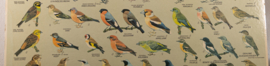 Zangvogels 2