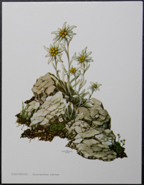 4 Schoolplaatjes    Botanisch  2