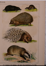 Schreiber IJsbeer en Egel