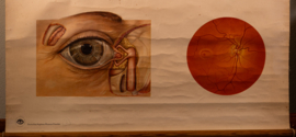 Oog