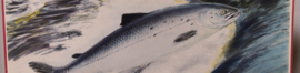 Zalm