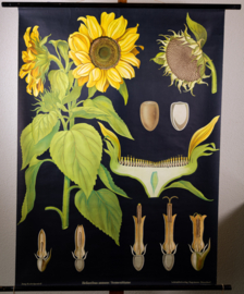 Zonnebloem Litho