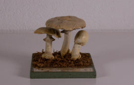 Agaricus Silvicola Vittadini