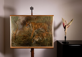 Tijger