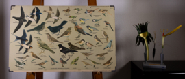Zangvogels 1