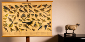 Zangvogels