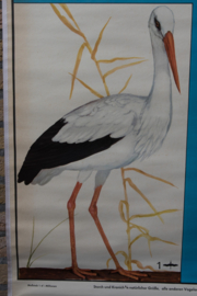 Het wonder van de vogeltrek
