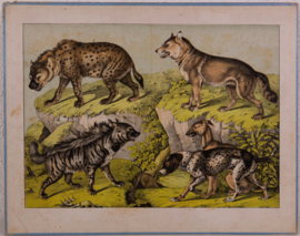 Schreiber Hond Wolf Hyena