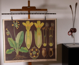 Sleutelbloem