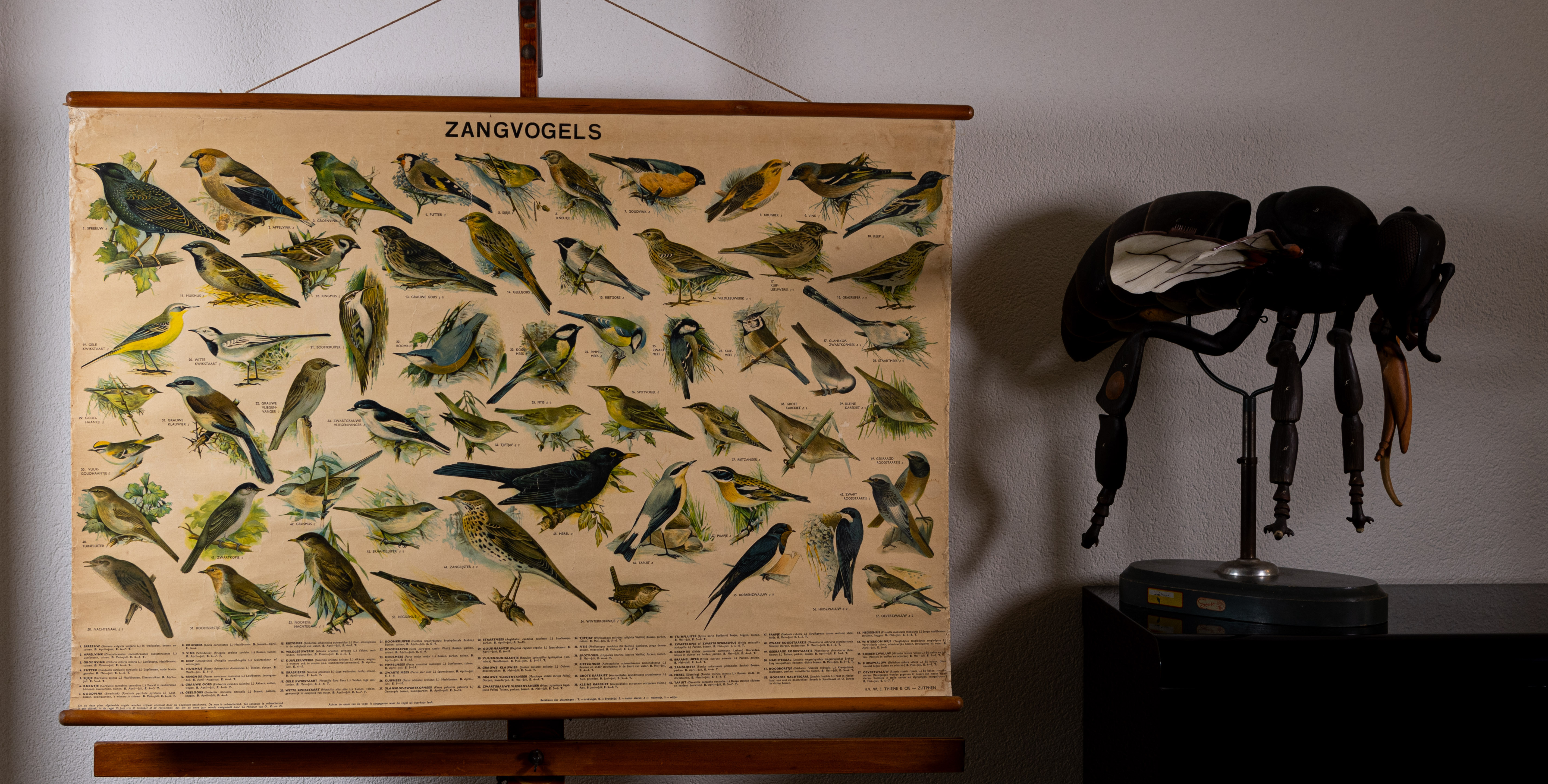 Zangvogels