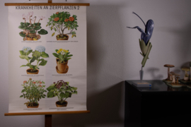 Ziekten aan sierplanten