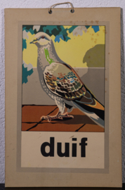 16 Duif