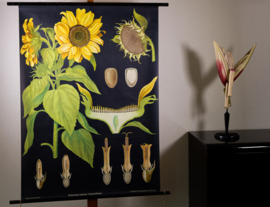 Zonnebloem Litho