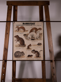 Wezel hermelijn rat muis