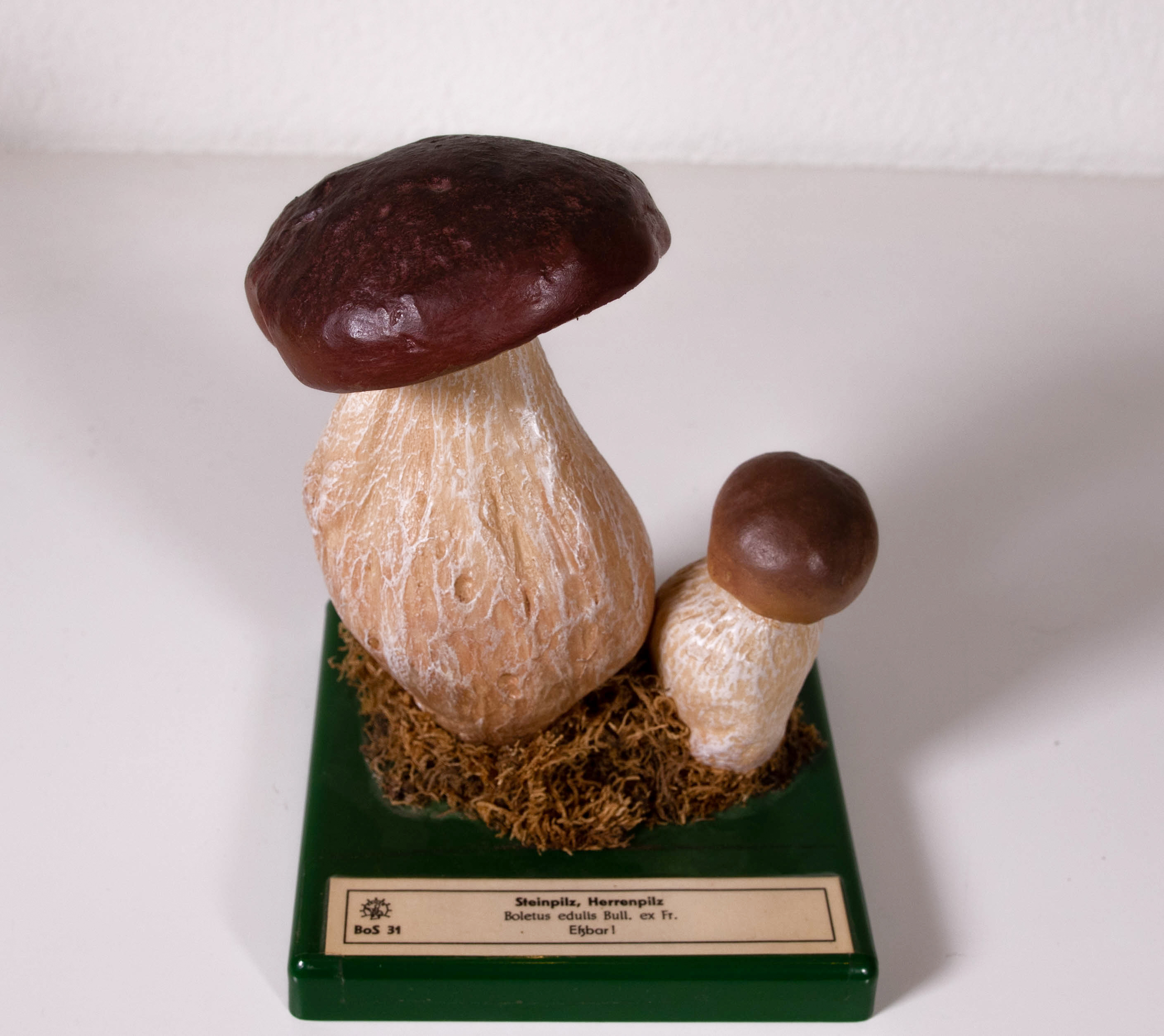 Boletus Edulis Bull