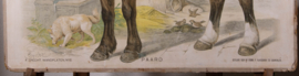 Paard