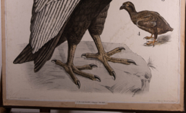 Condor