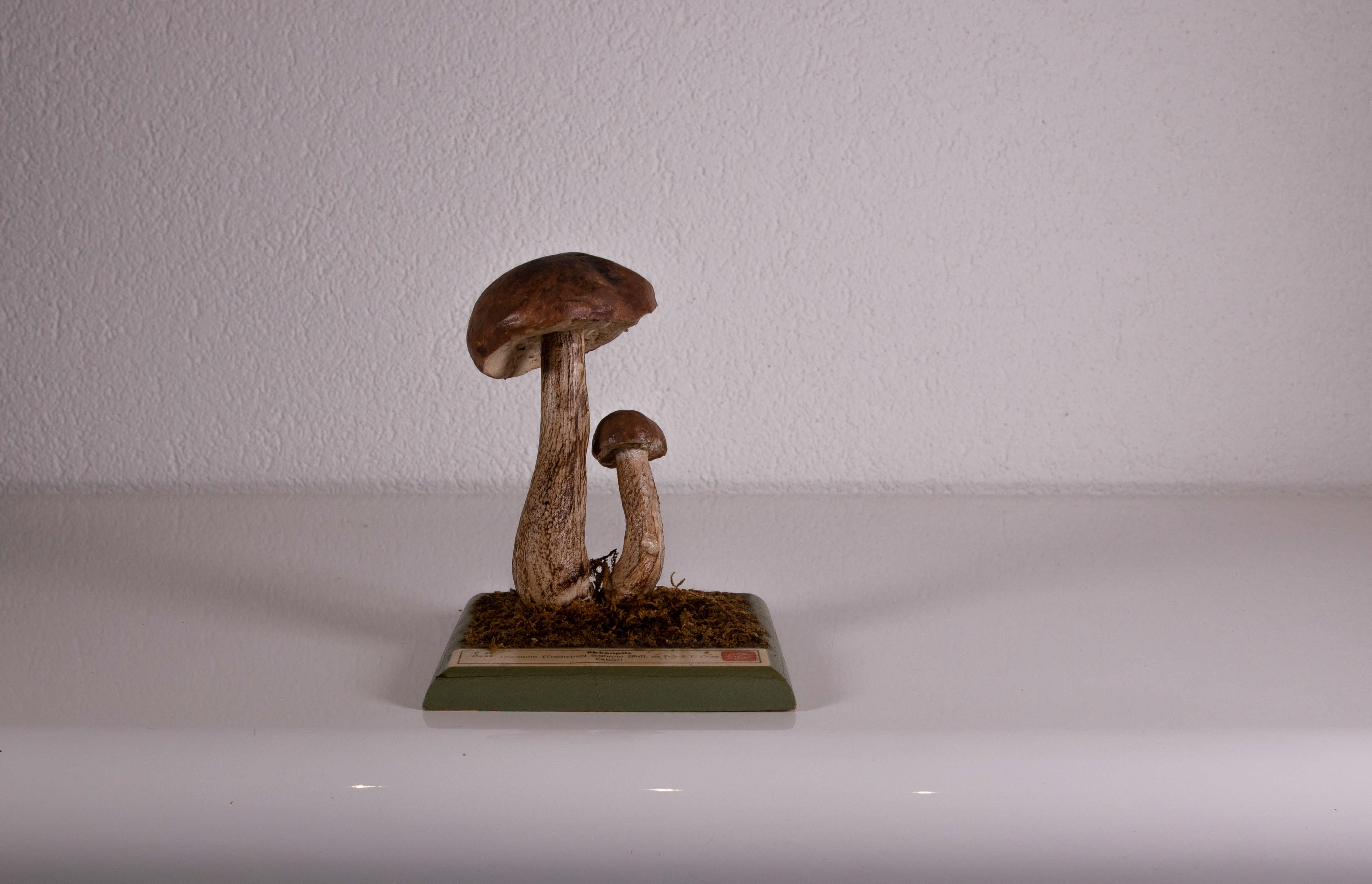 Leccinum Trachypus Scabrum