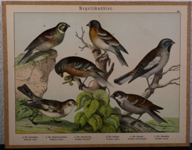 Schreiber Vink en Huismus