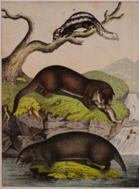 Schreiber Otter Wezel
