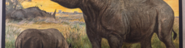 Neushoorn
