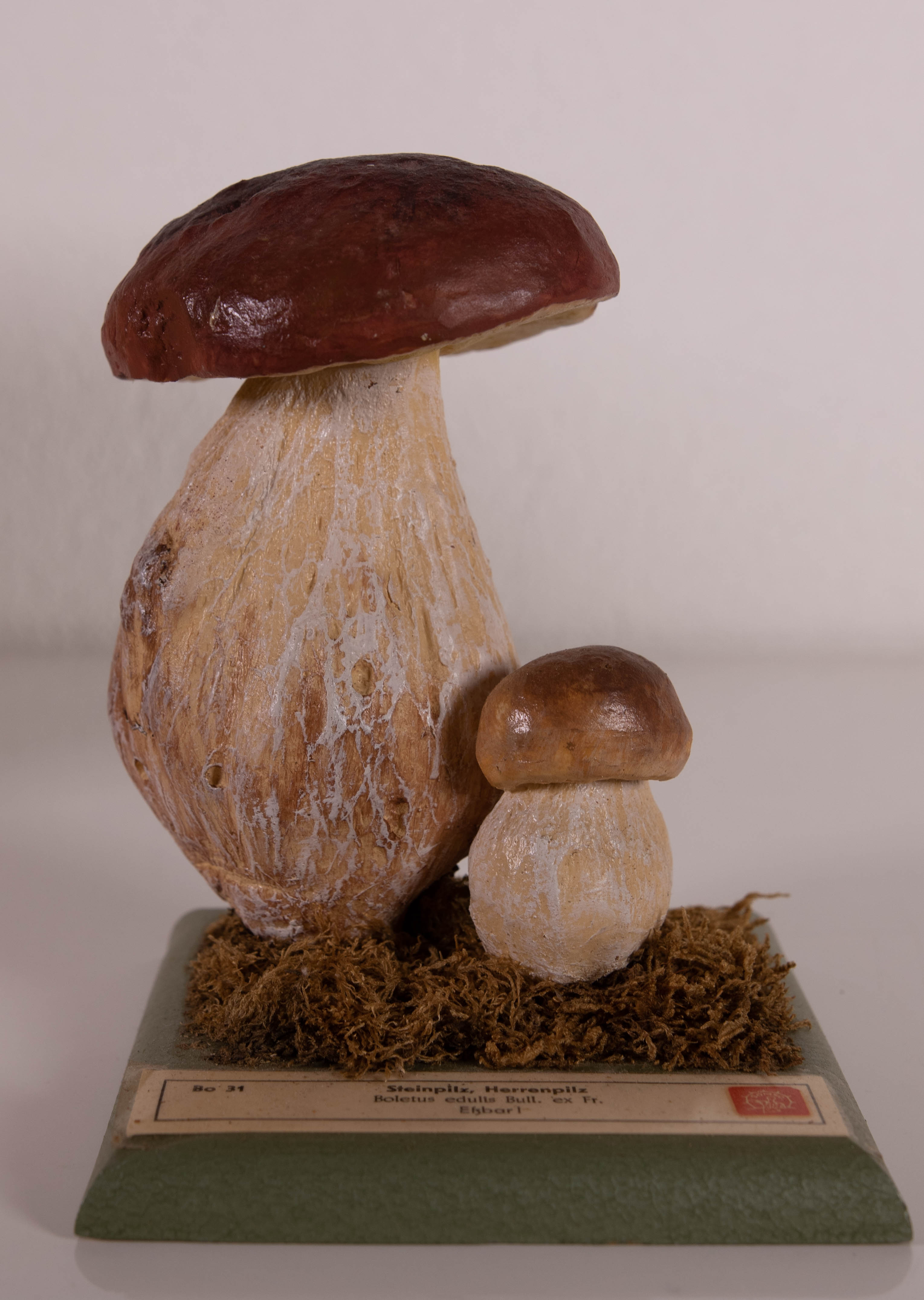Boletus Edulis Bull