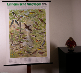 Zangvogels oa Roodborst en Zwaluw