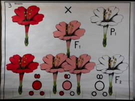 Erfelijkheidsleer bij planten Mirabilis
