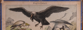 Schreiber Condor, Gier