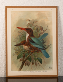 Smyrna IJsvogel