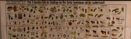Schadelijke insecten
