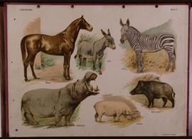 Hoefdieren