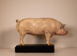 Varken Groot-Yorkshire