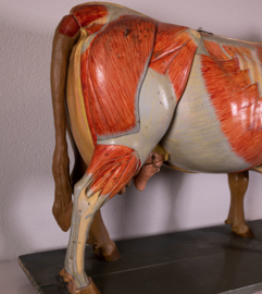 Oude vintage anatomische koe van Somso.