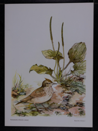 Beschermde vogels