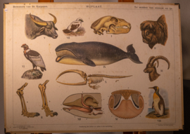 Uit de Australische dierenwereld