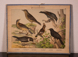 Schreiber Merel – Pestvogel